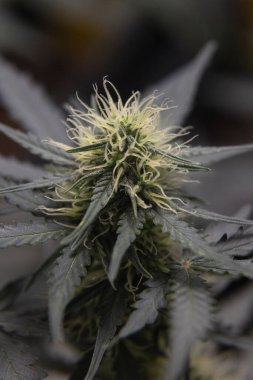 Çiçek açmış bir kenevir bitkisinin makro çekimi, trikolar ve pastaları gösteriyor. Fabrika kapalı alanda kontrollü ışıklandırma altında büyüyor..