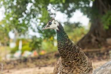 Bir ağacın yanında duran, kahverengi ve yanardöner yeşil tüylü, doğal bir çevrede genç bir tavus kuşu. Bulanık arka plan bitki örtüsünü ve yumuşak doğal ışığı gösteriyor..