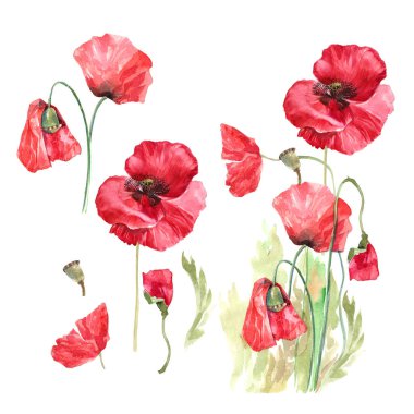 botanik çiçeği suluboya kırmızı haşhaş