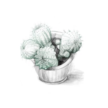 Tencerede kaktüs, kalem taslağı.