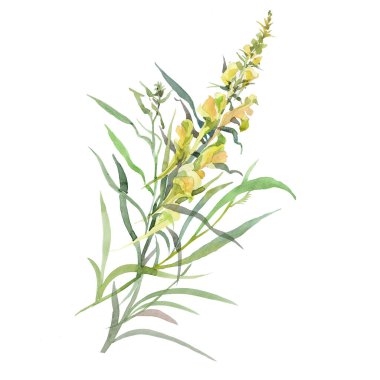 Beyaz arkaplanda sarı çiçekli ortak Linaria bitkisi