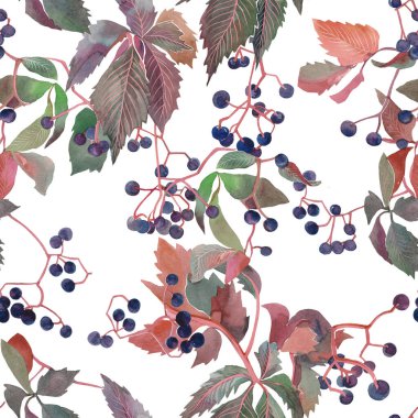 Dalları olan kusursuz bir süs. Vahşi üzümler, sonbahar arkaplanı.