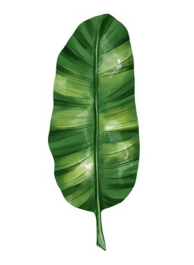 Beautiful hand drawn watercolor banana leaf branch