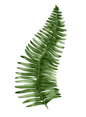 Beautiful hand drawn watercolor fern branch