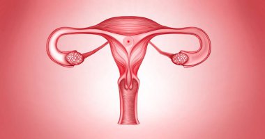Yumurta Kadın Hücresi ile Kadın Üreme Sistemi 3D İllüstrasyon. Jinekolog, doğum uzmanı, yumurtlama, hamilelik konsepti. Gerçekçi anatomi 3D Sunum. Yüksek kalite 3D resim. İnsan iç yapısı.