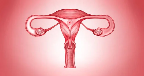Sistema Reproductivo Femenino Ilustración Con Óvulo Mujer Cell Gynaecologist Obstetrics —  Fotos de Stock