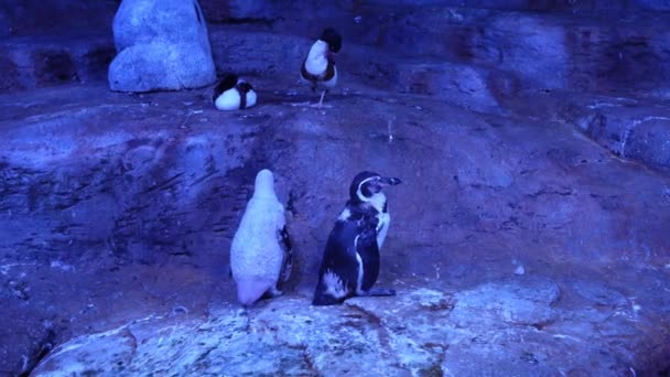 Vackra Kejsarpingviner Sitter Stenar Ultraviolett Ljus Djurparken Pingviner Blått Ljus — Stockvideo