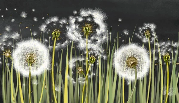 3d mural interior wallpaper .Many dandelions on black watercolor background with fly flower.Wall art for living room decor.Floral trendy background in vintage style for fabric.Botanic art. High