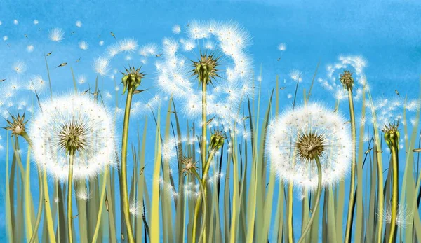 3d mural interior wallpaper for boy .Many dandelions on light blue watercolor background with fly flower.Wall art for living room decor.Floral trendy background in vintage style for fabric.Botanic art