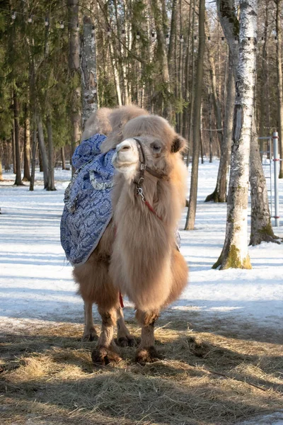 Tvåpucklad Kamel Vinterparken Högkvalitativt Foto — Stockfoto