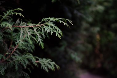 Arka planda bulanık ardıç. Bahçe tasarımı, bahçıvanlık. Peyzaj. Bulanık Arkaplan ile görüntüyü kapat. Yüksek kalite fotoğraf