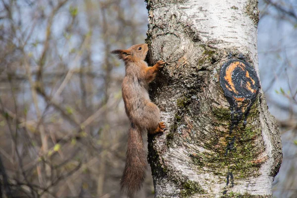 Squirrel Park Climbs Tree Drinks Birch Juice High Quality Photo — Stock Photo, Image
