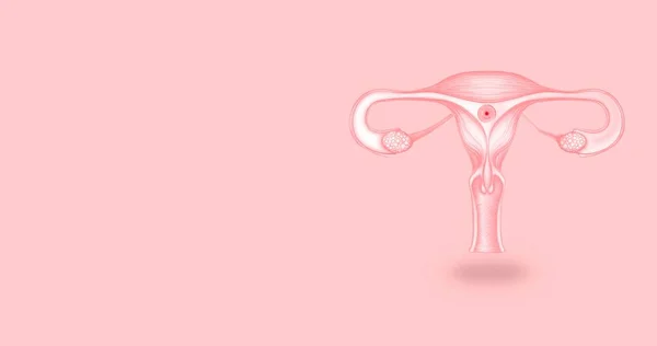Medizinisches Banner Rosa Tönen Mit Schwebender Illustration Weiblicher Fortpflanzungsorgane Ein — Stockfoto