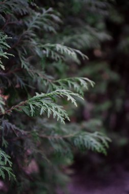 Bulanık ardışık dikey fotograf. Doku, arkaplan, dekoratif yeşil dalların deseni. Yüksek kalite fotoğraf