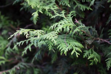 Bulanık ardışık dikey fotograf. Doku, arkaplan, dekoratif yeşil dalların deseni. Yüksek kalite fotoğraf