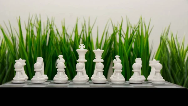 Правильне Розташування Шахів Тлі Зеленої Трави Літні Шахові Турніри Шахова — стокове фото