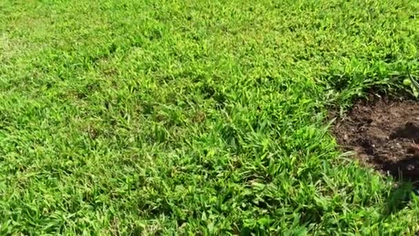 Agave Americana Zielonej Trawie Wysokiej Jakości Materiał — Wideo stockowe