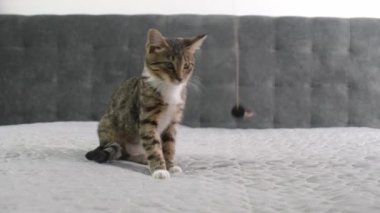 Tabby 'nin gri battaniyedeki oyuncak için kedi yavrusu avını kapat. Kedi oynuyor ve zıplıyor. Yüksek kalite 4k görüntü