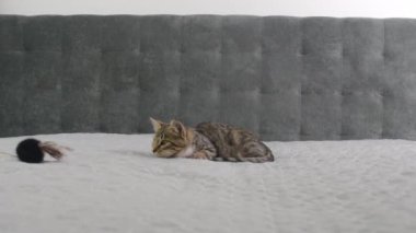 Tabby 'nin gri battaniyedeki oyuncak için kedi yavrusu avını kapat. Kedi oynuyor ve zıplıyor. Yüksek kalite 4k görüntü