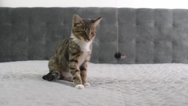 灰色の毛布のおもちゃのためのタビーの子猫狩りを閉じます 猫は遊んでジャンプしています 高品質の4K映像 — ストック動画