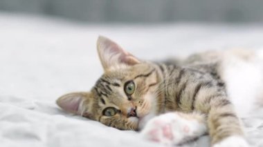 Şirin kedi yavrusu dönüp kameraya bakıyor. Yüksek kalite 4k görüntü