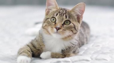 Şirin Toby kedi yavrusu insan elinden besleniyor. Yüksek kalite 4k görüntü