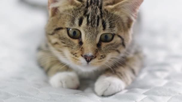 Pisica Vânează Aproape Frumoasa Pisică Tabby Înregistrare Înaltă Calitate — Videoclip de stoc