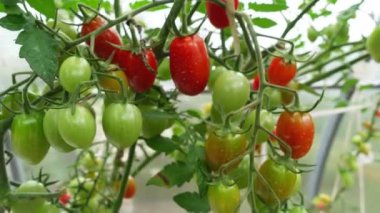 Serada domatesler. Çiftlik ürünü. Yüksek kalite 4k görüntü