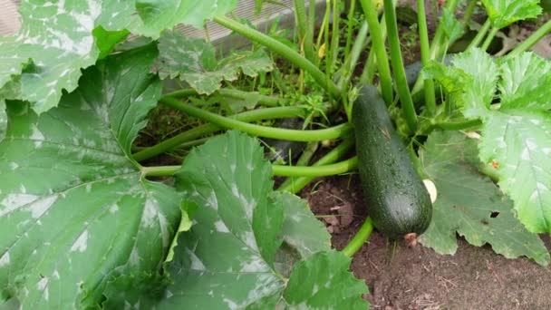 Eine Große Dunkelgrüne Zucchini Einem Garten Einem Sonnigen Sommertag Fresh — Stockvideo