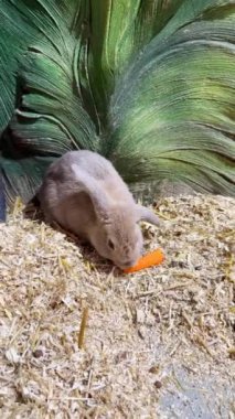 Temas edilen hayvanat bahçesindeki tavşanlar havuç yer. Yüksek kaliteli görüntüler