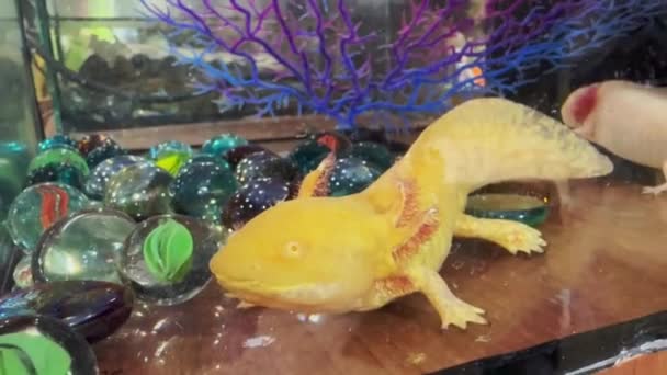 Axolotl Het Aquarium Hoge Kwaliteit Fullhd Beeldmateriaal — Stockvideo