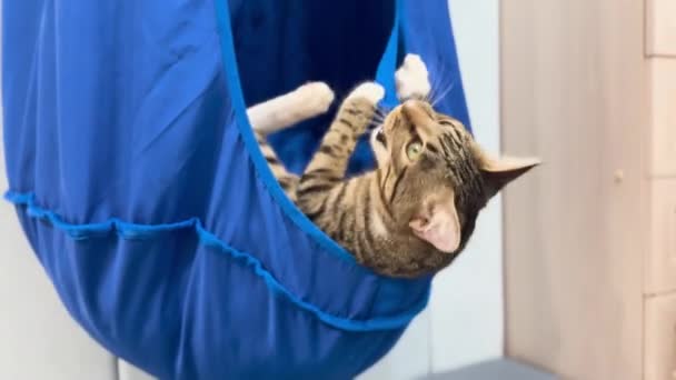 Кіт Лежить Висячому Гамаку Кіт Грає Гамаку Високоякісні Кадри — стокове відео