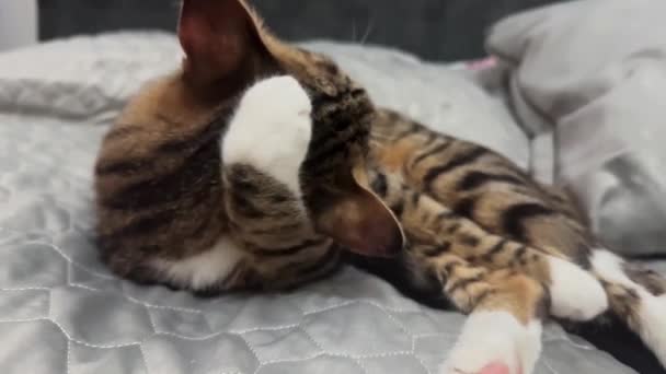 Filmarea Lentă Tabby Ului Pisica Spălare Labă Înregistrare Fullhd Înaltă — Videoclip de stoc