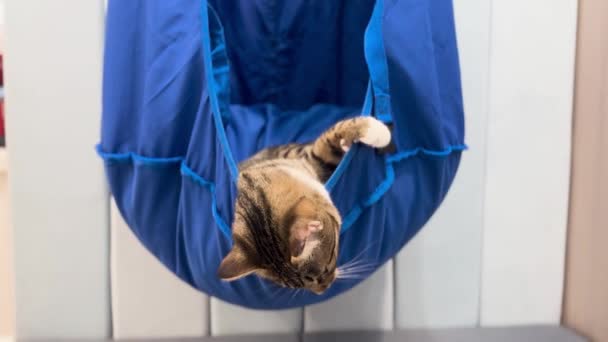 Tabby Cat Lying Hanging Hammock Swing Cat Playing Hammock High — Stock Video