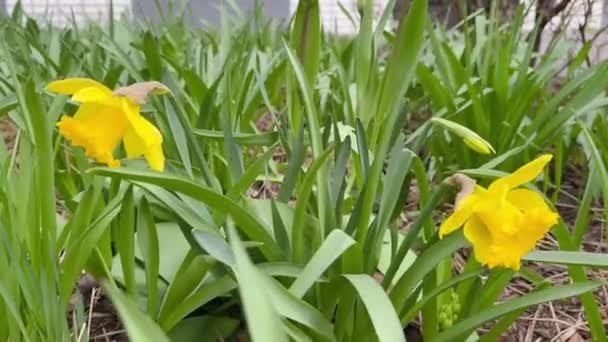 Two Yellow Flowers Field Green Grass Flowers Small Close Each — Stock Video