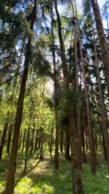 Güzel ormanda dikey video sihirli güneş ışınları. Yüksek kalite 4k görüntü