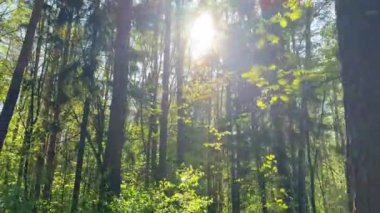 Güzel ormanda sihirli güneş ışınları. Yüksek kalite 4k görüntü