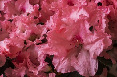 Ön planda pembe açelya