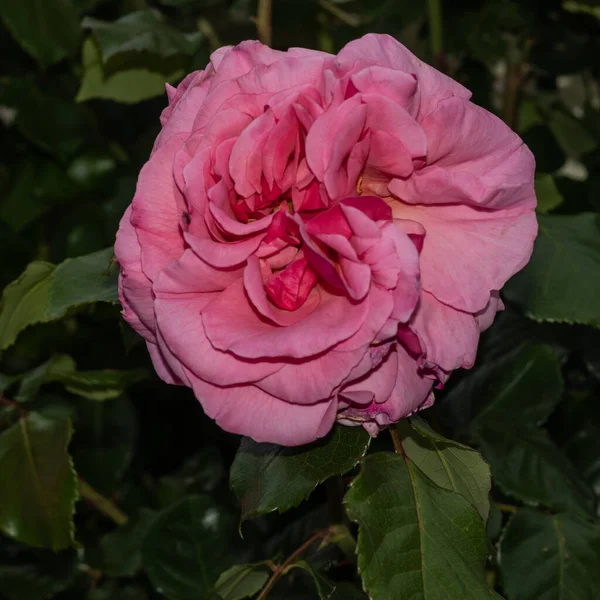Rosa Chinensis Tuin — Stockfoto
