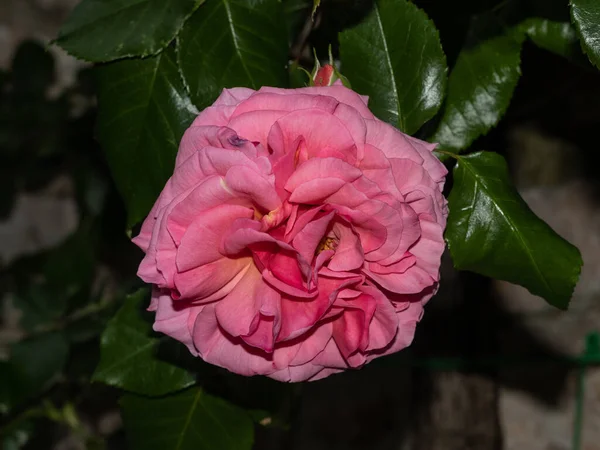 Rosa Chinensis Trädgården — Stockfoto