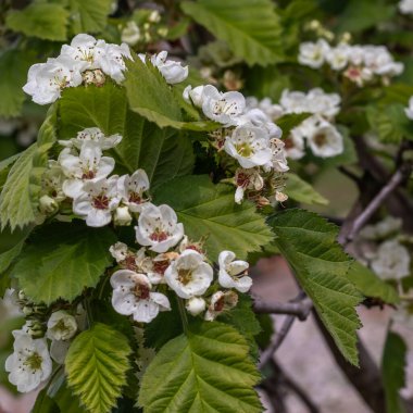Bahçedeki dikenli çiçek