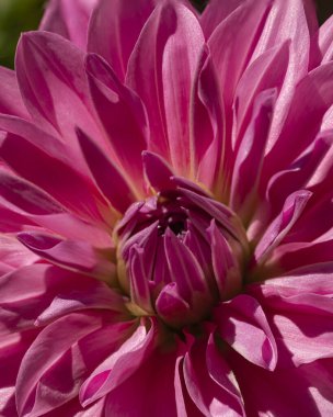 Pembe yıldız çiçeğine yakın.