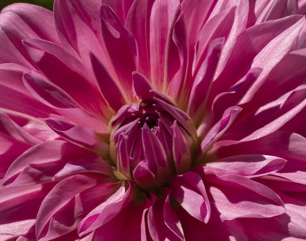Närbild Fuchsia Dahlia — Stockfoto