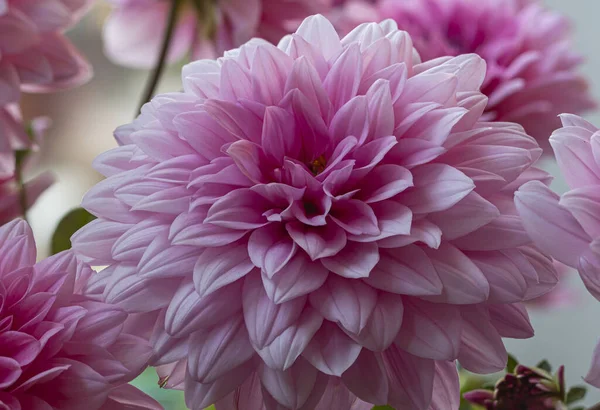 stock image close up of a fuchsia dahlia flower