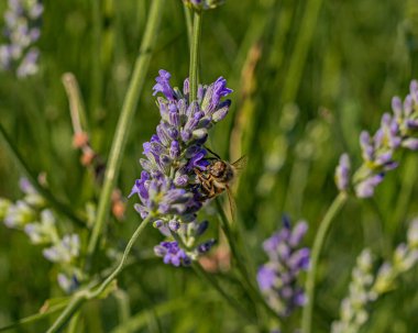 Zarif arı, parlak güneş ışığında lavanta nektarının tadını çıkarıyor.