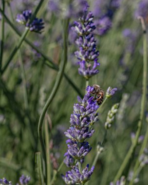 Güneşin öptüğü bir günde lavantanın cazibesini keşfetmekle meşguldüm.
