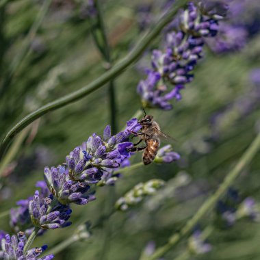 Canlı lavanta çiçeği ve yakın plan güzellikte bal arısı.