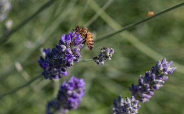 Güneşli bir günde lavantanın cazibesini keşfeden zarif arı.