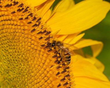 Ayçiçeğinin parlaklığından zevk alan, doğanın uyumu yakalayan ortak arı.