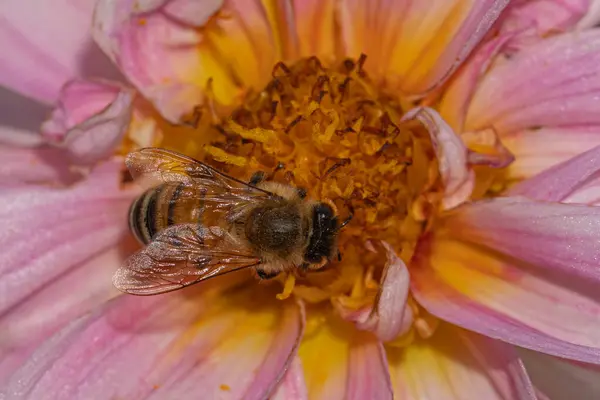 Nature\'s beauty: bee on vibrant pink dahlia blossomNature\'s beauty: bee on vibrant pink dahlia blossom